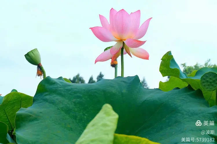 【愿做菩萨那朵莲】